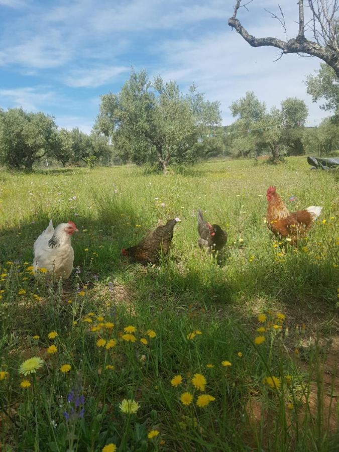 Alba Studio Διαμέρισμα Campredo Εξωτερικό φωτογραφία